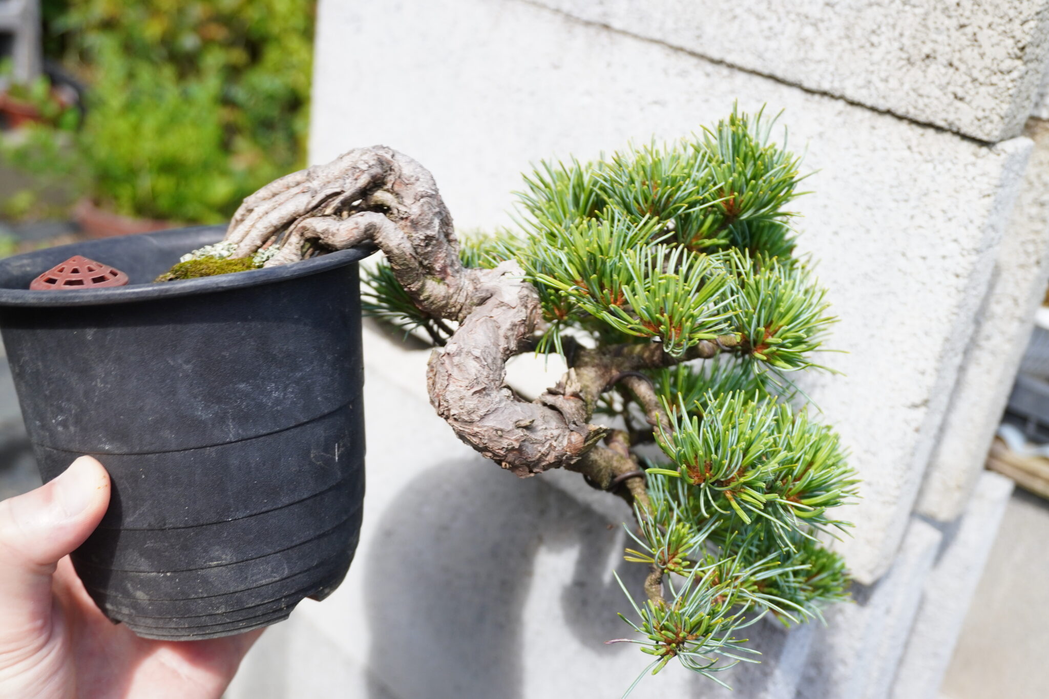 盆栽の樹種分類について | しゃけの盆栽